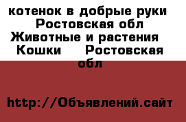 котенок в добрые руки - Ростовская обл. Животные и растения » Кошки   . Ростовская обл.